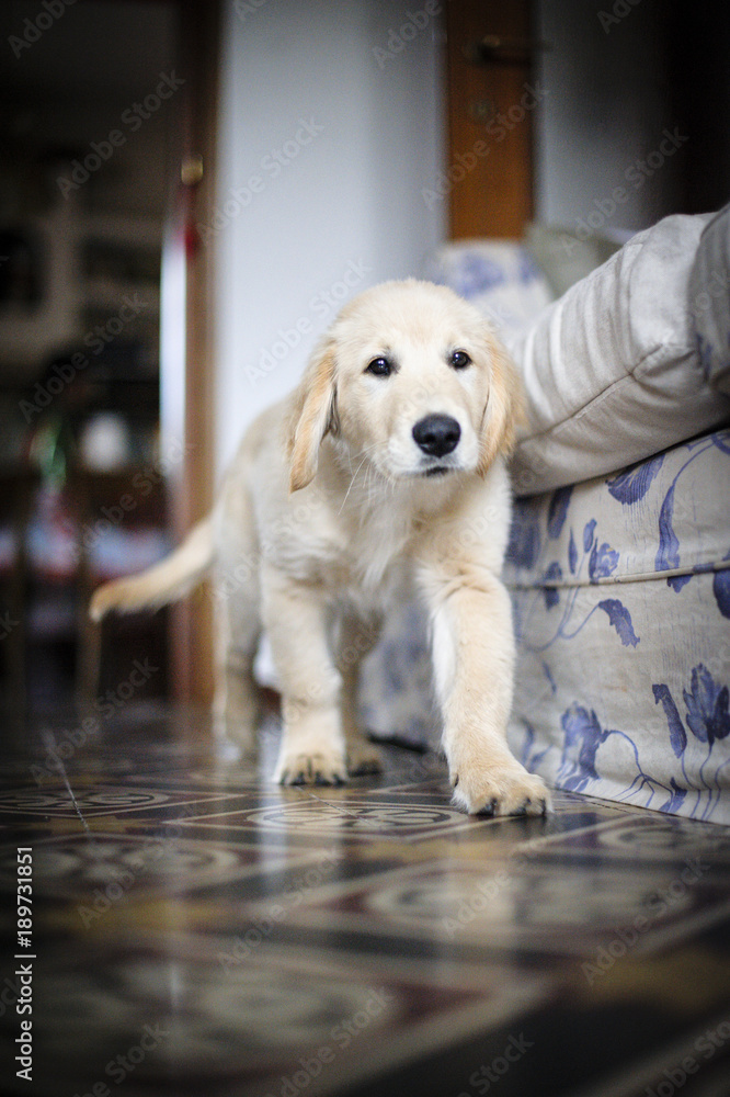 portrait of golden retriever puppy dog