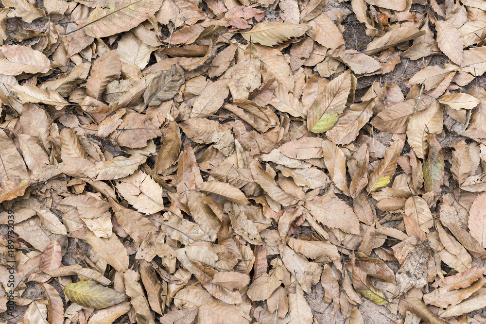 Dry leaves on the ground