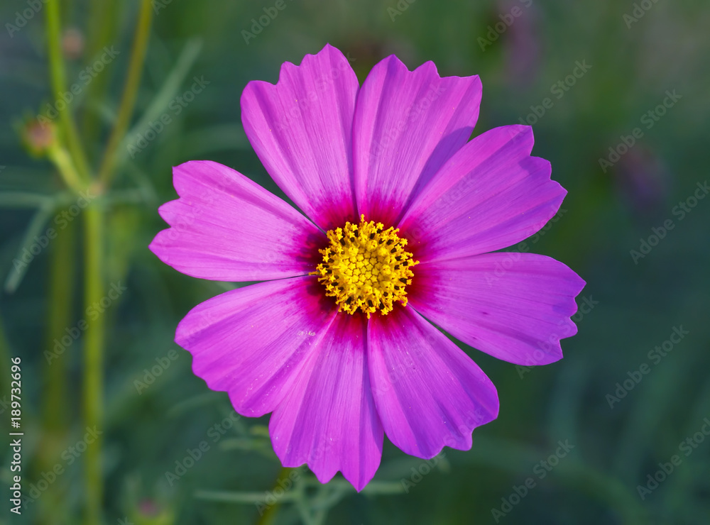 pink flower in the garden pink flower in the garden