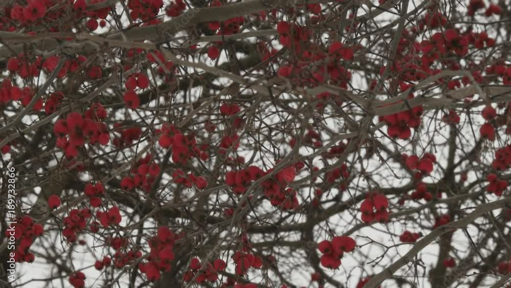 Red Hawthorn Berries In Winter Day. Red Hawthorn Berries In Winter Day.