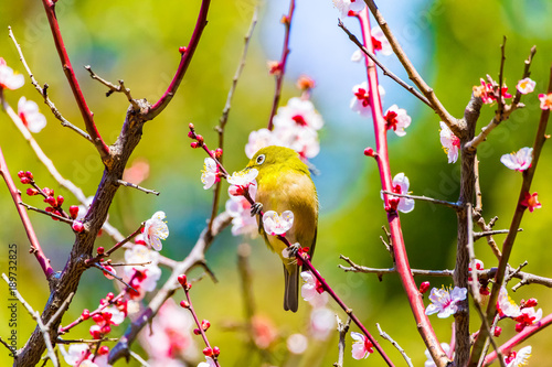The Japanese White eye.The background is white plum blossoms.Located in Tokyo Prefecture Japan.