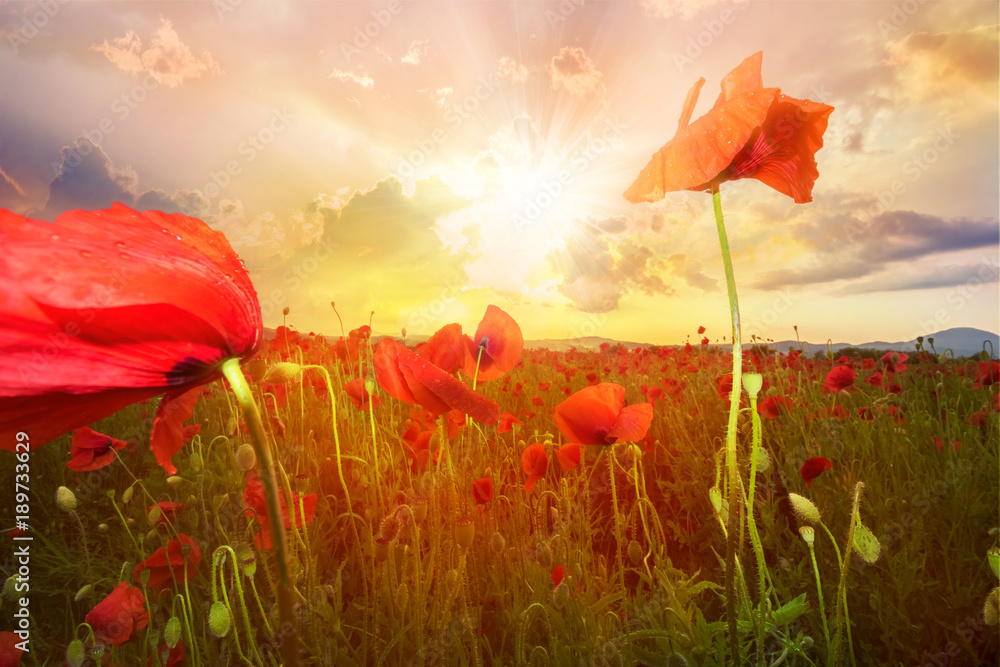 Fototapeta premium Beautiful backgroud with poppy flowers on a land illuminated by sunset light in summer season