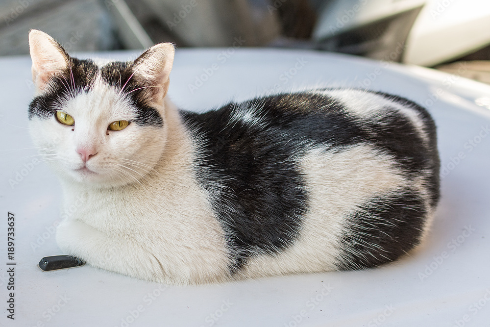Fototapeta premium The cat rests on the car