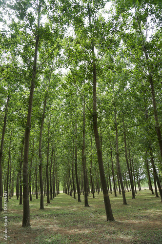 Wood industry in a row