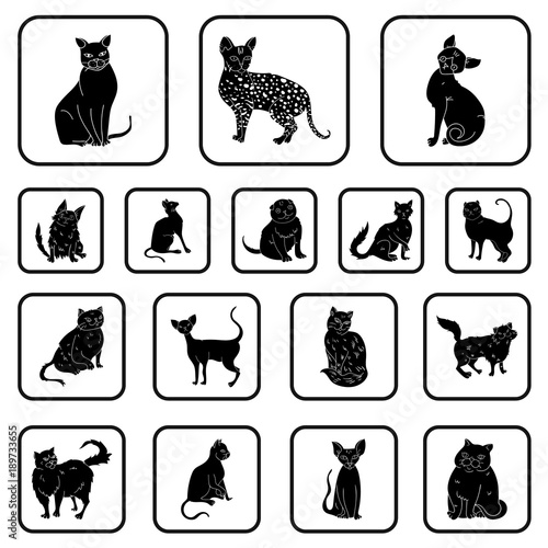 Breeds of cats black icons in set collection for design. Pet cat vector symbol stock web illustration.