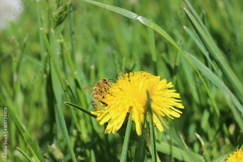Fototapeta Naklejka Na Ścianę i Meble -  Bright yellow dandelion blossom photo.