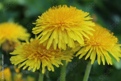Fototapeta Naklejka Na Ścianę i Meble -  Bright yellow dandelion blossom photo.