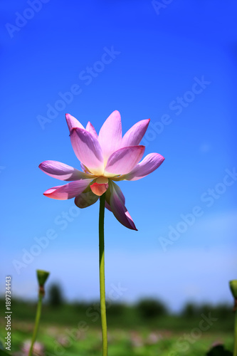 Lotus © zhengzaishanchu