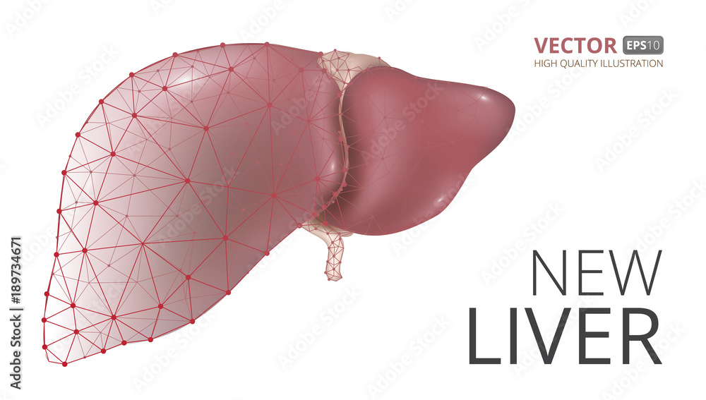 Realistic vector illustration of new human liver consisting of low-poly ...