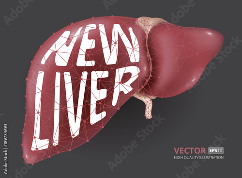 Realistic vector illustration of new human liver consisting of  low-poly geometry, lines and dots. Perfect to use for flyers, posters, vouchers, web banners design and other creative projects