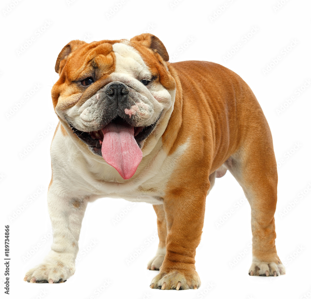 English bulldog isolated on a white background Stock Photo | Adobe Stock