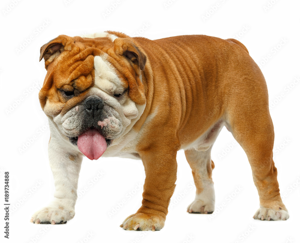 English bulldog isolated on a white background