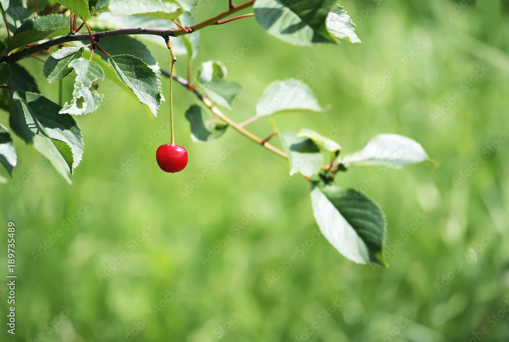 Ripe red cherries on cherry tree branch in summer park.