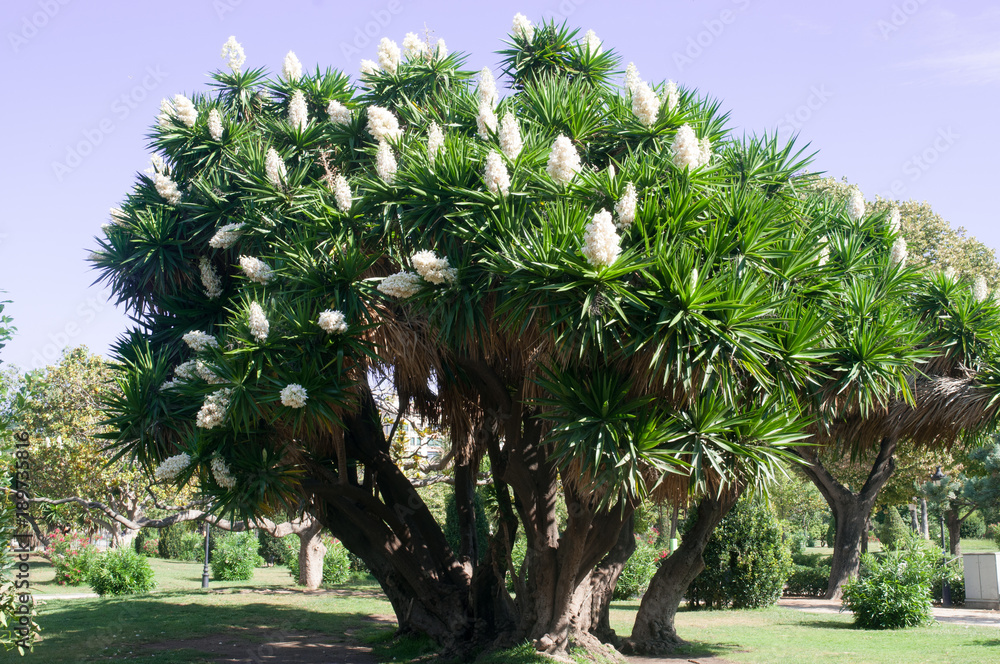Yucca gigantea (Yucca elephantipes, Yucca guatemalensis) en el parque de la Ciutadella