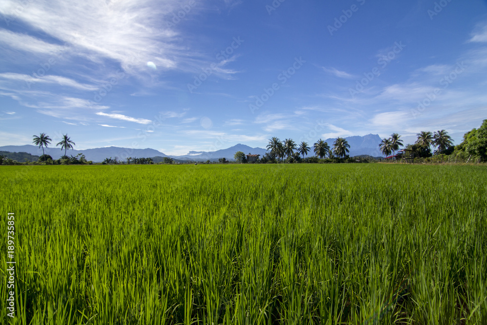 Mount Kinabalu viewed by mid-day from the paddy fields of Taun Gusi, Kota Belud, Sabah.