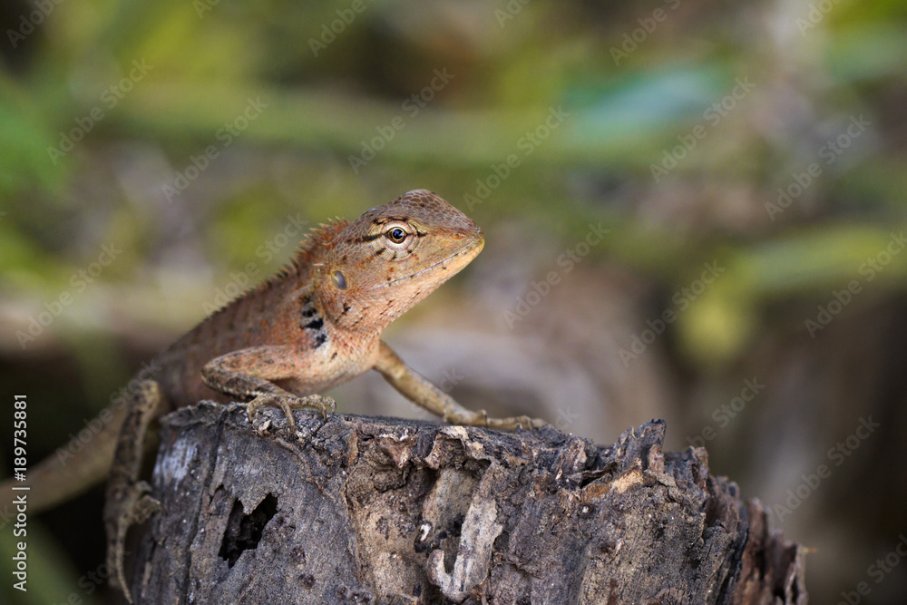 Image of a chameleon on nature background. Reptile. Animal. Image of a chameleon on nature background. Reptile. Animal.