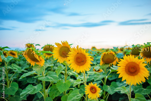 A plantation of beautiful yellow-green sunflowers after sunset at twilight against a beautiful light sky with fluffy clouds