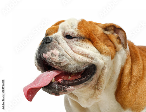 English bulldog portrait isolated on a white background