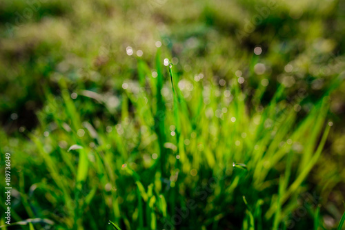 Fresh morning dew on spring grass, natural background - close up