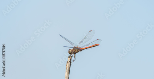 Dragonfly in the wild on a branch © sandradombrovsky
