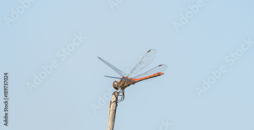 Dragonfly in the wild on a branch