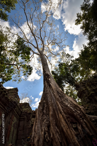 Giant anyan tree covering Ta Prom and Angkor Wat temple, Siem Reap, Cambodia © busenlilly666