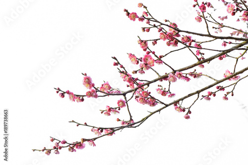 Plum Blossom in early spring. Located in Plum Blossom Hill  Nanjing  Jiangsu  China.