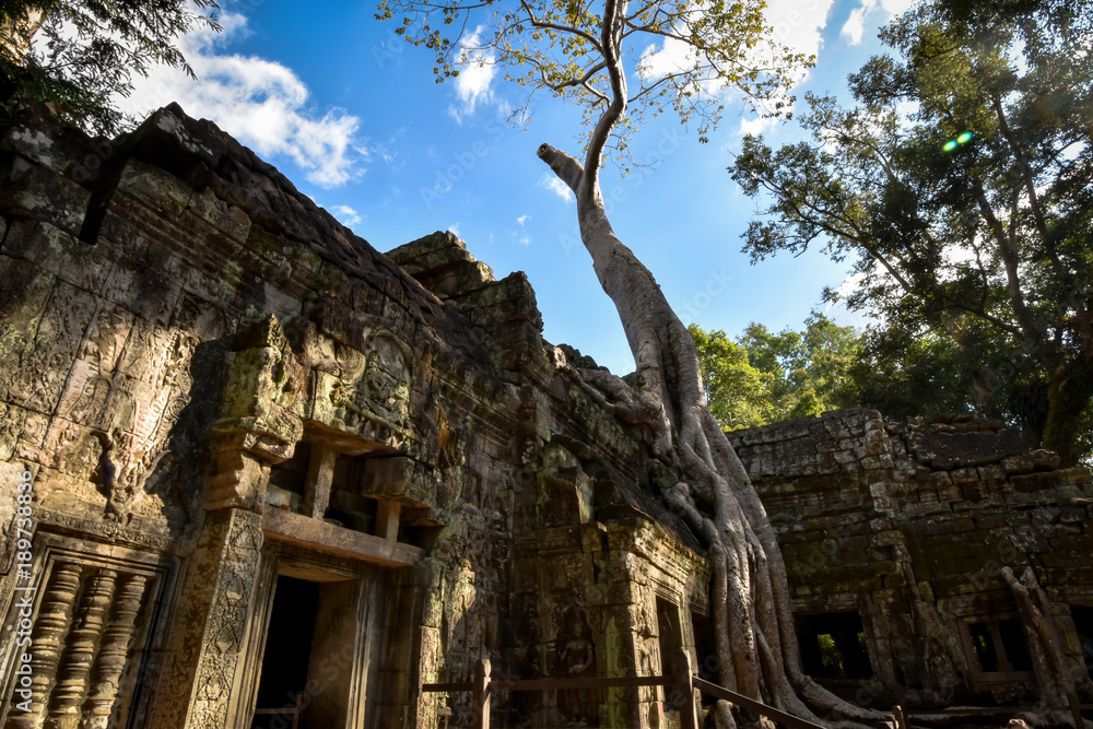 giant Banyan tree roots over Ta Phrom temple, Angkor, archaeological park, Cambodia