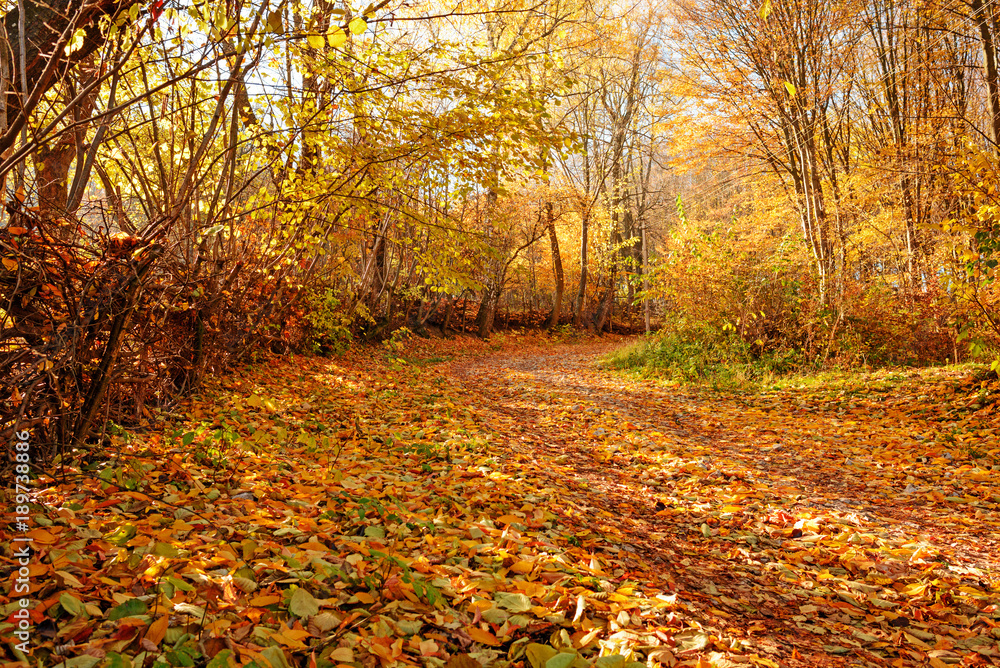 landscape of bright sunny autumn forest with orange foliage and trail landscape of bright sunny autumn forest with orange foliage and trail
