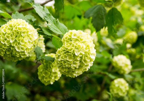 three branches of hydrangeas with green leaves botanical background base, green plant on a sunny day