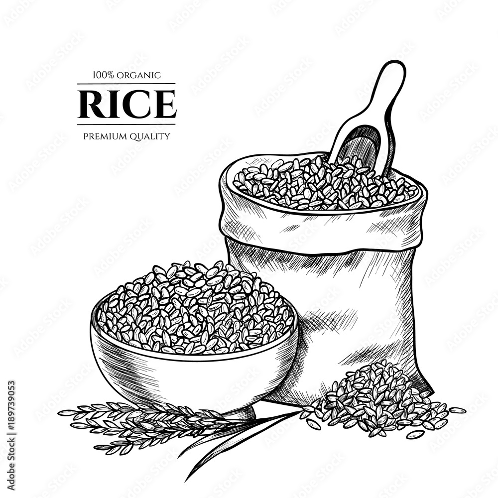 Vector rice hand drawn sketch . Sketch vector illustration. Vintage