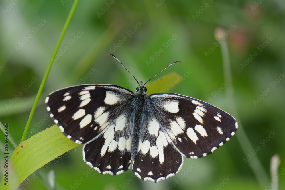 Naklejka premium Melike