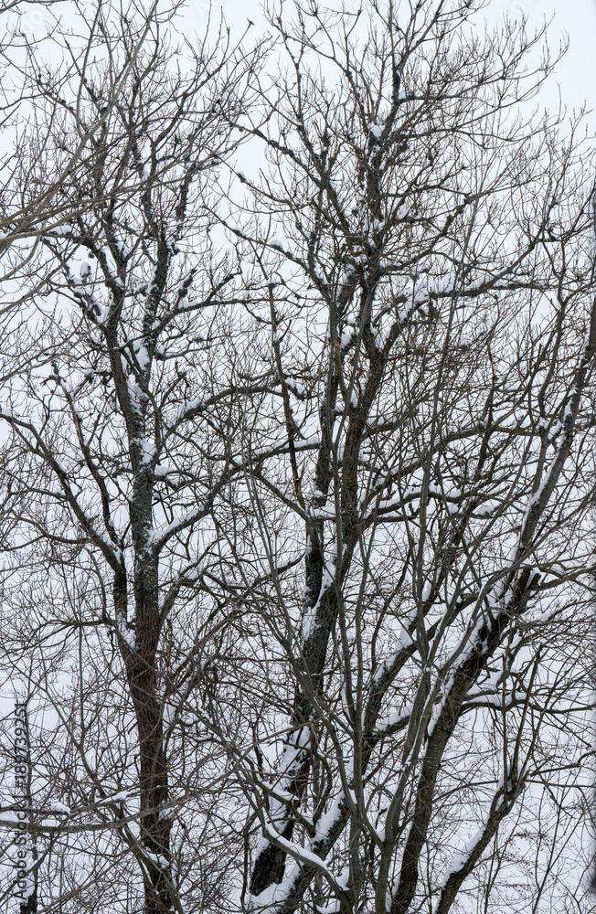 Trees in the mist in a winter landscape, Slovakia, Low Tatra Mountains Trees in the mist in a winter landscape, Slovakia, Low Tatra Mountains