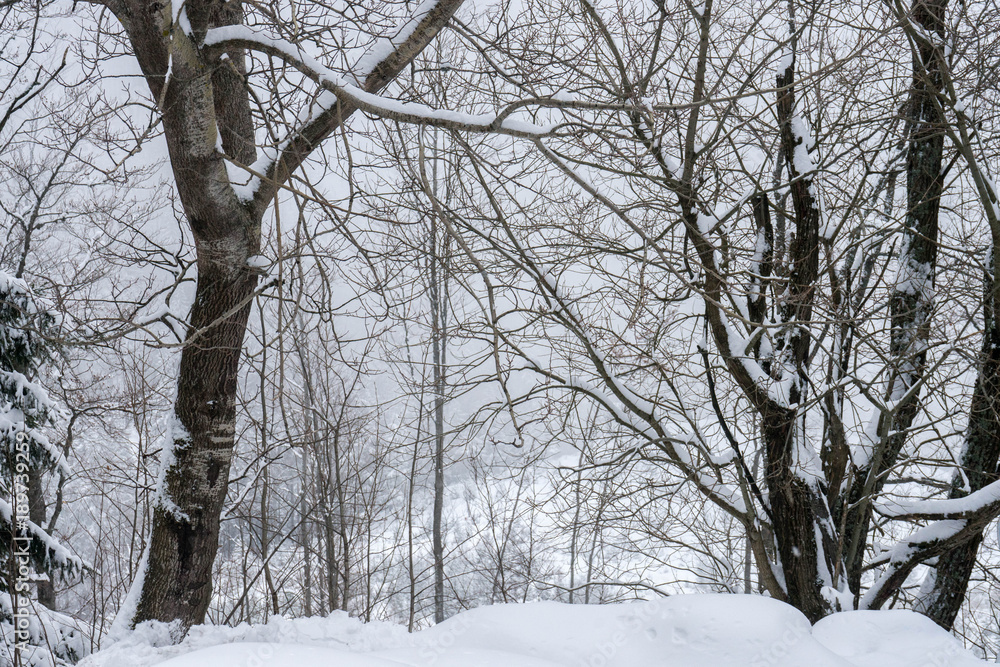 Trees in the mist in a winter landscape, Slovakia, Low Tatra Mountains