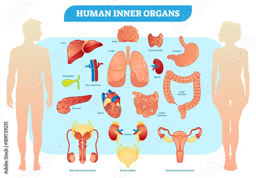 Human Inner Organs Vector Illustration Collection, Male and Female. 