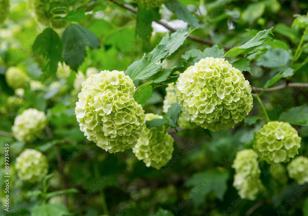 bush white hydrangea, large head of small flowers lemon color close-up spring background bush white hydrangea, large head of small flowers lemon color close-up spring background
