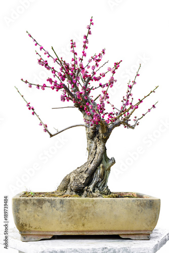 Plum Blossom Bonsai in early spring. Isolated on White Background. photo