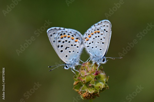 Wallpaper Mural Kelebek Etkisi Torontodigital.ca