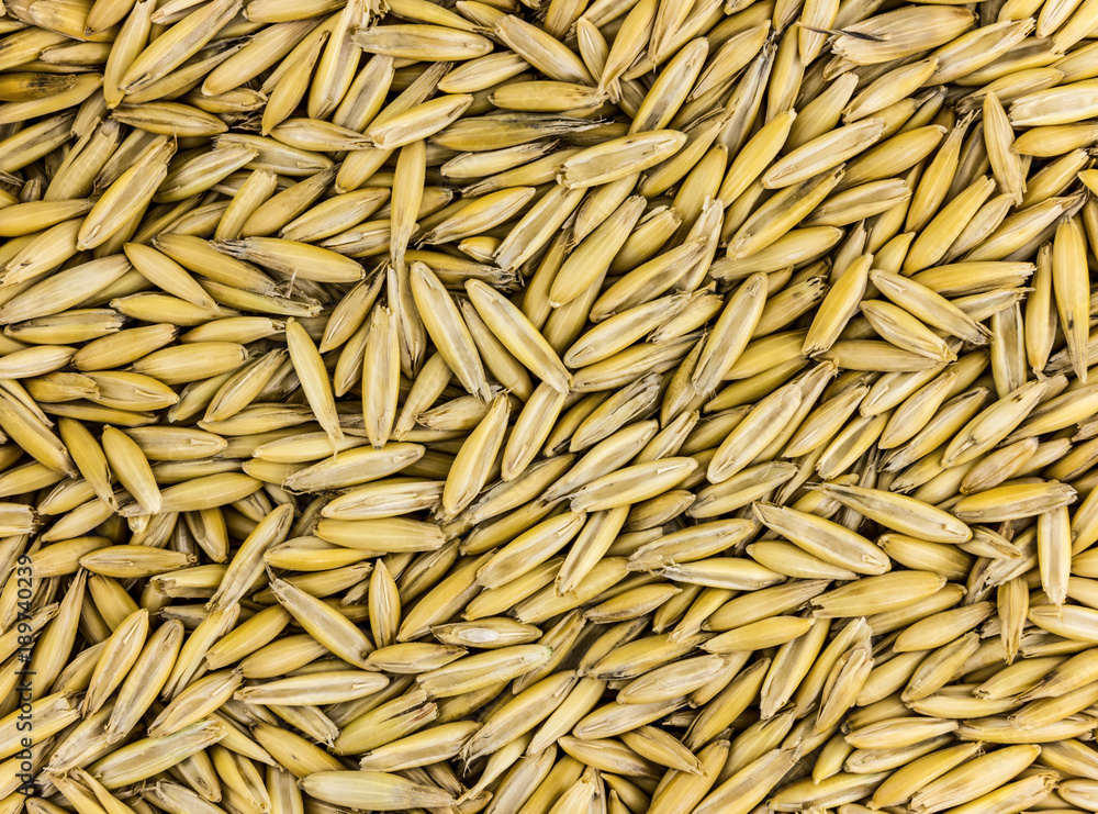 background natural seed rye, ingredient brewing base, light beige pattern many grains background natural seed rye, ingredient brewing base, light beige pattern many grains