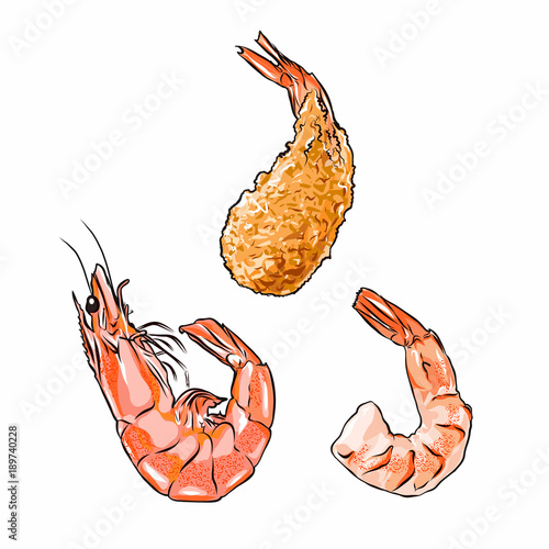 Illustrator of shrimp in shell, without shell and fried vector isolated
