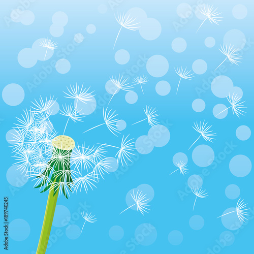 Fototapeta Naklejka Na Ścianę i Meble -  Dandelion and seeds in the air on a blue background.