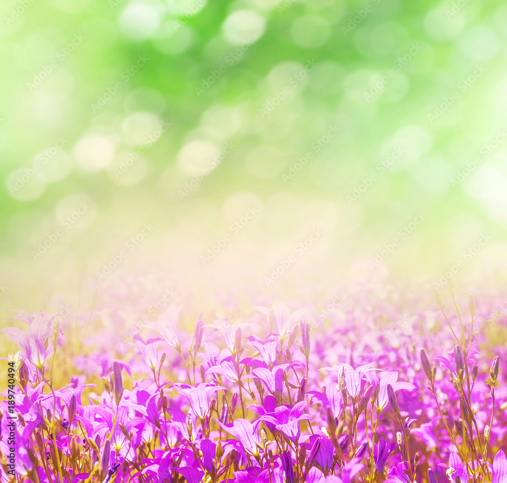 Spring bright background for design with wildflowers bells. Natural background. Spring bright background for design with wildflowers bells. Natural background.