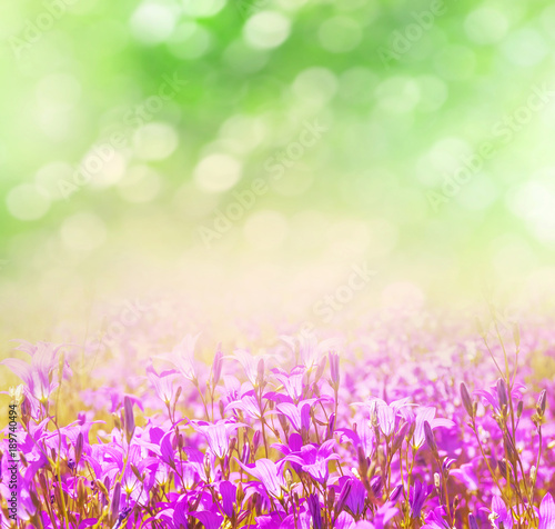 Spring bright background for design with wildflowers bells. Natural background.