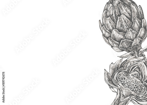 Vector hand drawn artichoke illustration on white background. Background for banner. Cosmetics and medical plant. Can be used for shop, menu, cafe, restaurant, poster, banner.