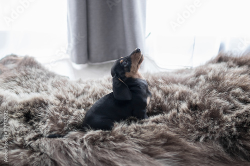 Fotografie puppy Dachshund on a fluffy bearskin against the window