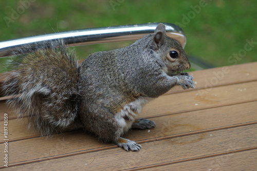 Squirrel with nut