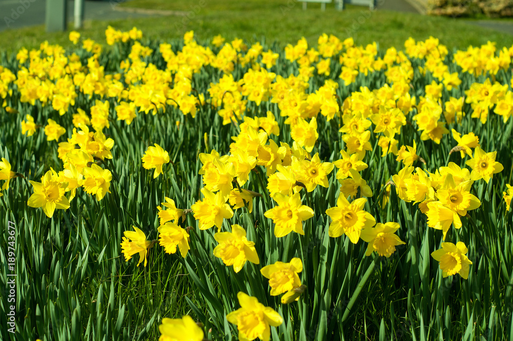 Fototapeta premium Beautiful Daffodils in the British countryside.