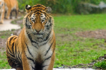 Tableau sur verre  Amur Tiger  © Rob
