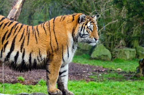 Amur Tiger © Rob