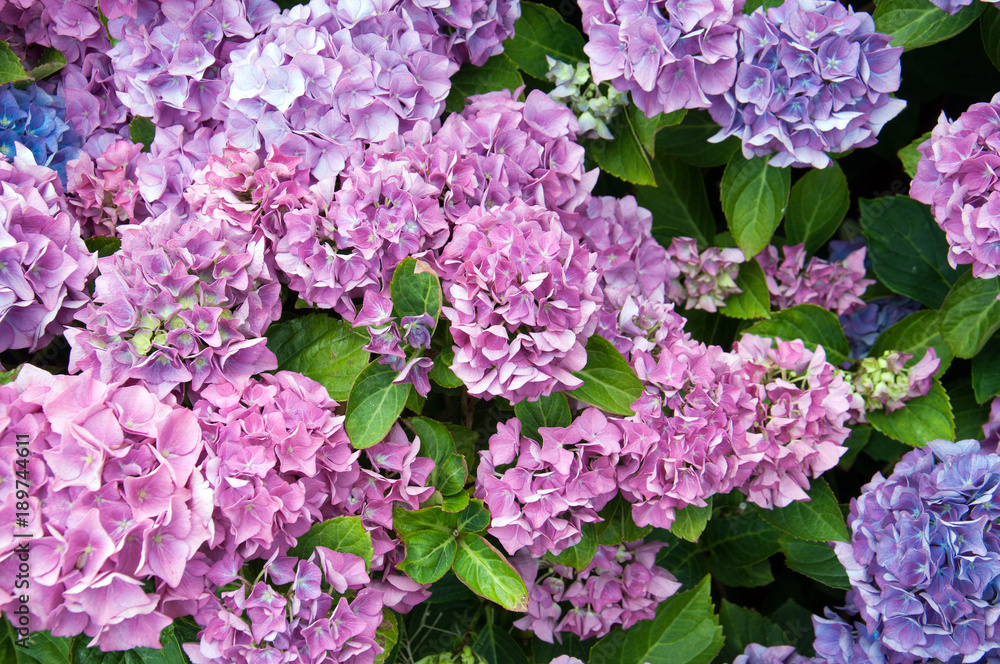 Summertime garden flowers in the United Kingdom. Summertime garden flowers in the United Kingdom.